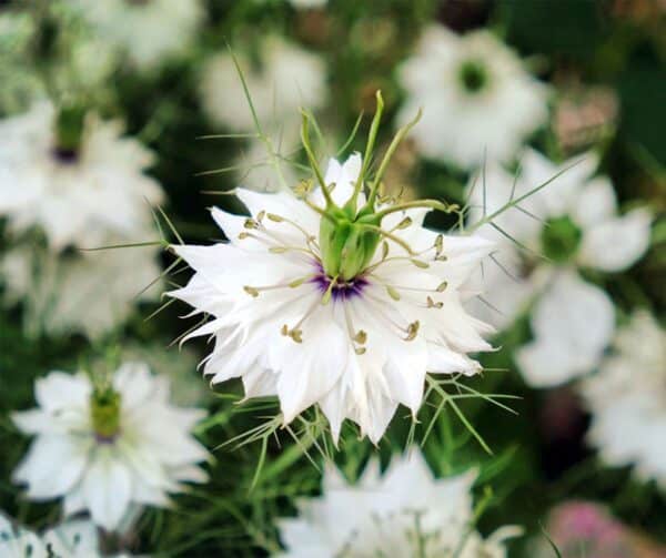 Nigella damascena Miss Jekyll White