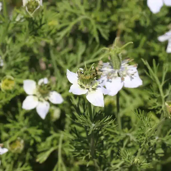 Nigella sativa - Image 2