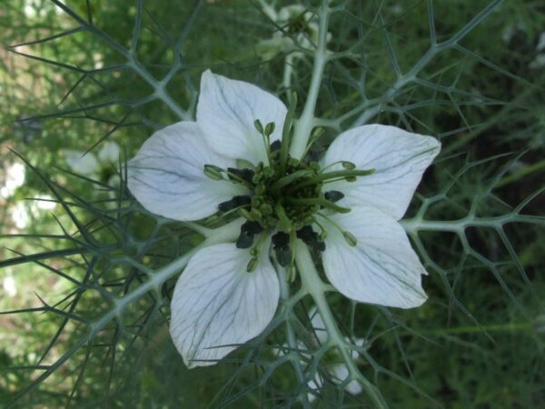 Nigella sativa - Image 3