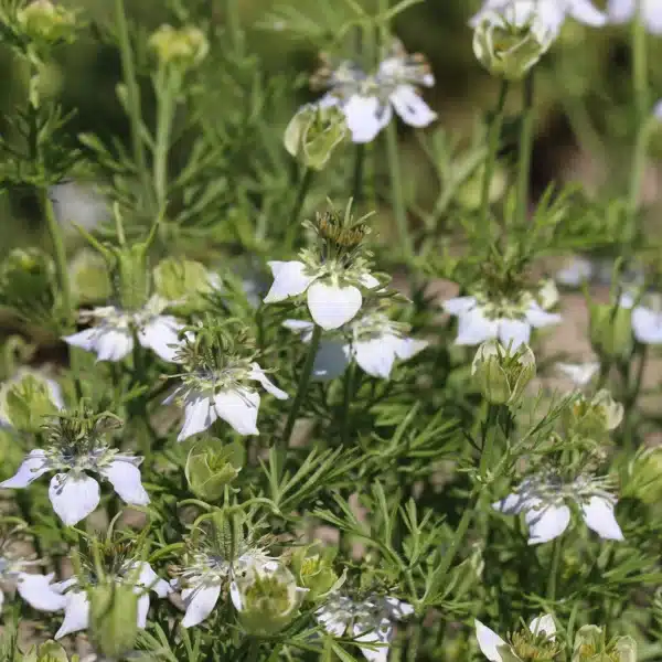 Nigella sativa