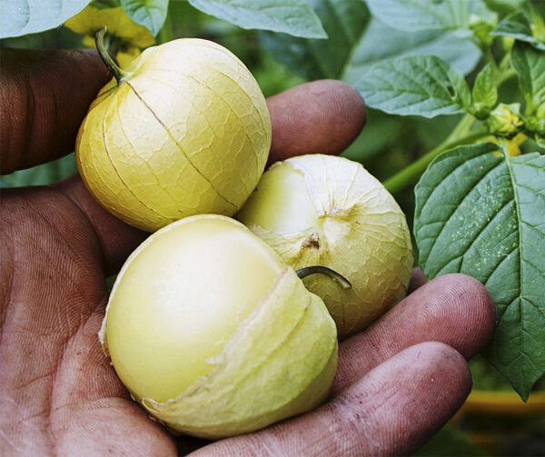 Physalis ixocarpa Amarylla