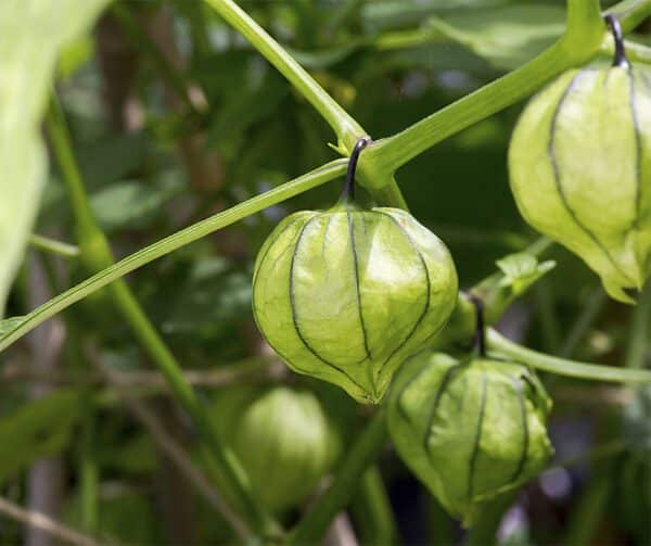 Physalis ixocarpa Green