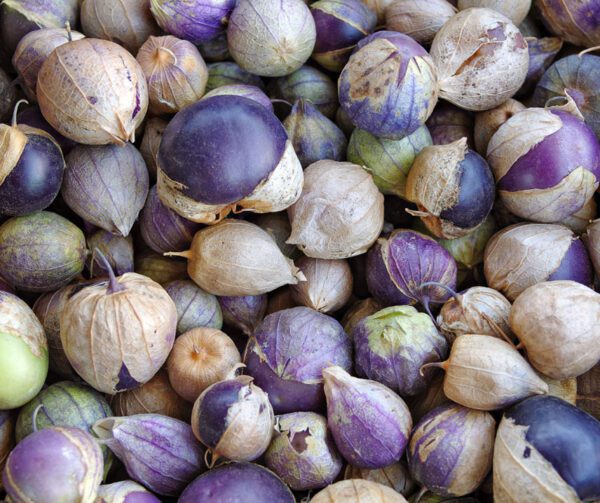 Physalis ixocarpa Purple