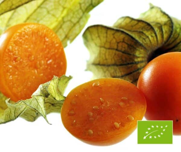 Physalis peruviana Schonbrunner Gold BIO