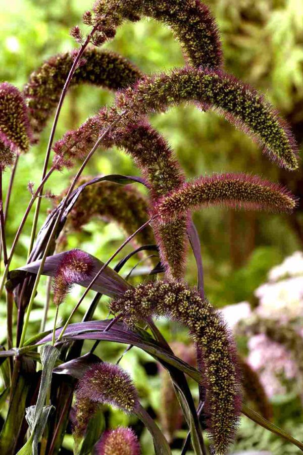 Setaria italica Red Jewel