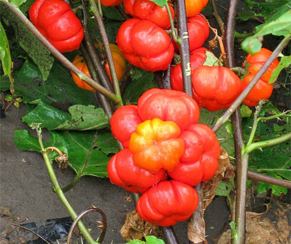 Solanum aethiopicum Orange Prince