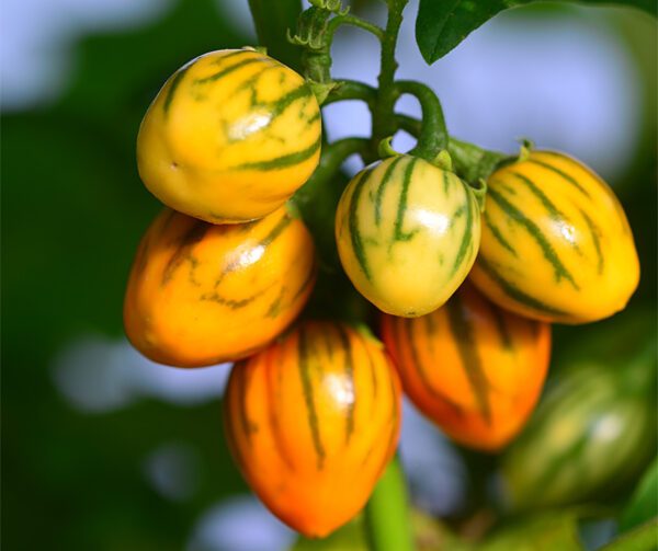 Solanum melongena Striped Toga 1