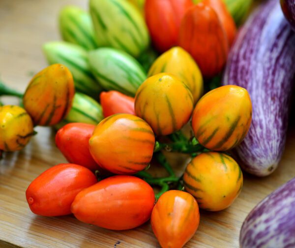 Solanum melongena Striped Toga