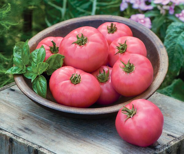 Tomato Big Pink F1