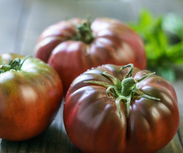 Tomato Black Krim