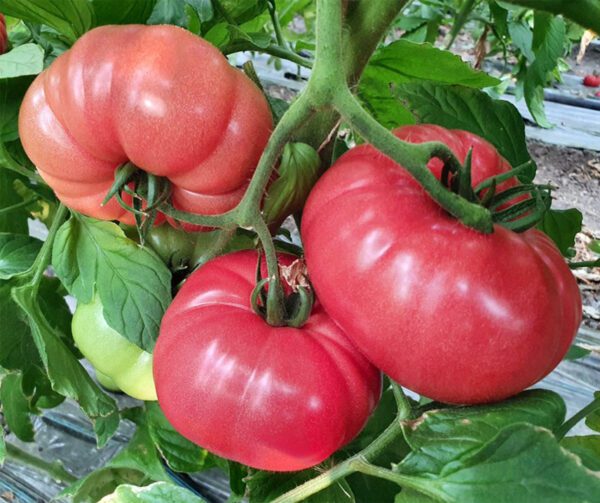 Tomato Buffalopink F1 2