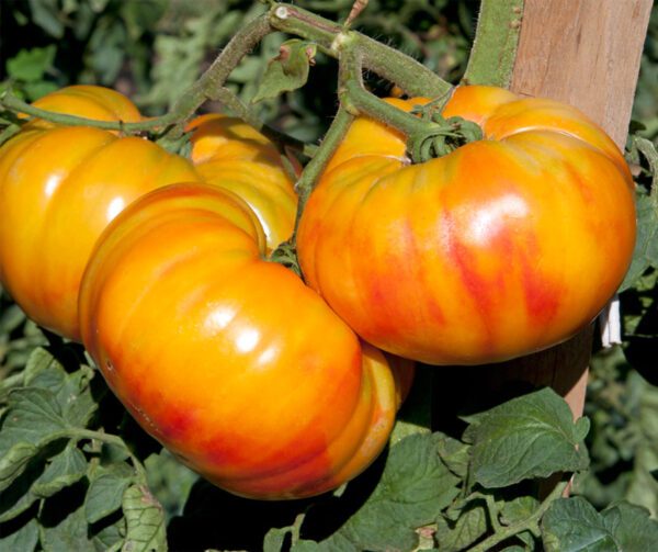 Tomato Buffalosun PhR F1 1