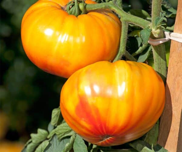 Tomato Buffalosun PhR F1