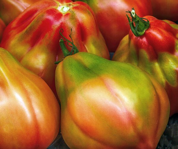 Tomato Canestrino di Lucca