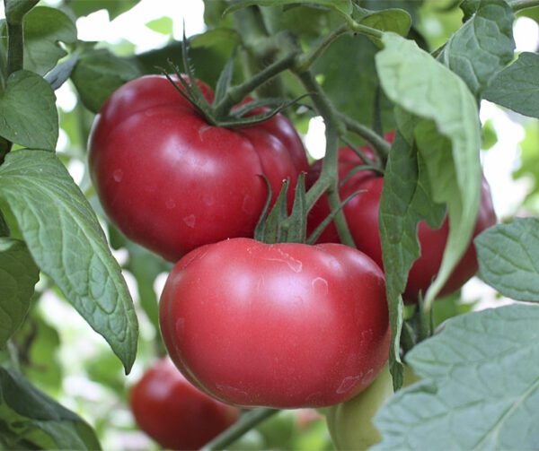 Tomato Cassarosa F1