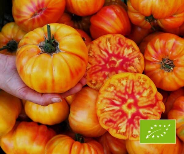 Tomato German Gold Sortenrar BIO