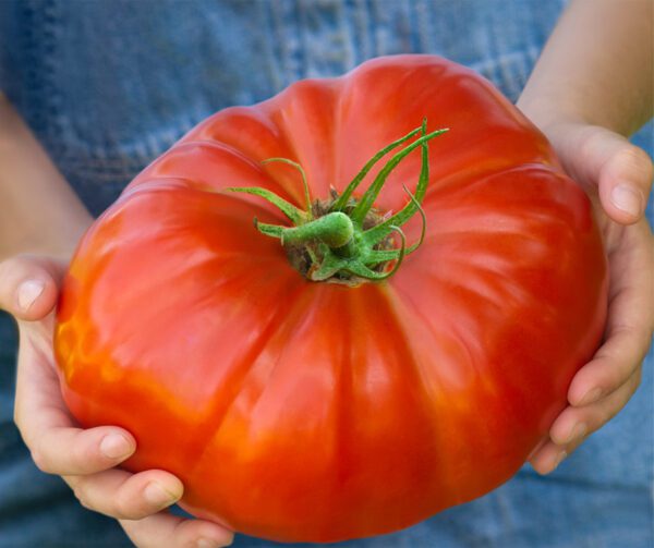 Tomato Gigantomo 1