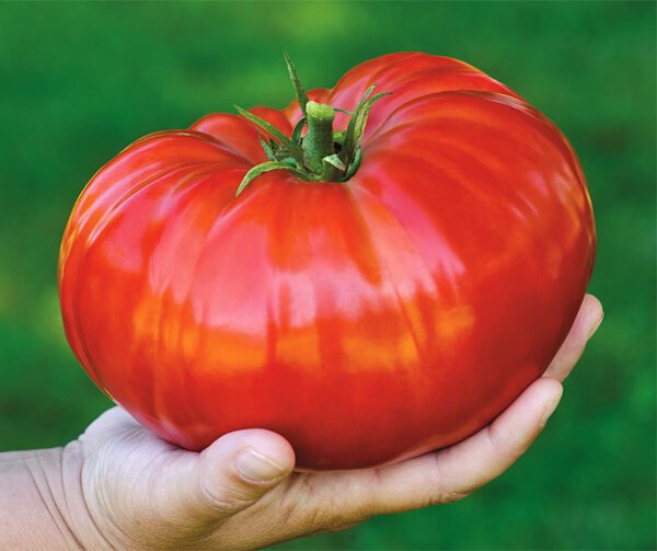 Tomato Gigantomo 2