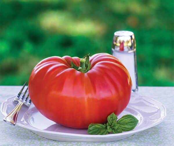 Tomato Gigantomo