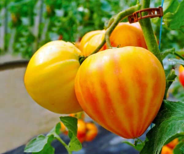 Tomato Gourmansun PhR F1