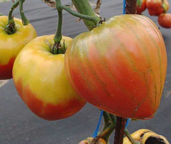 Tomato Herodes