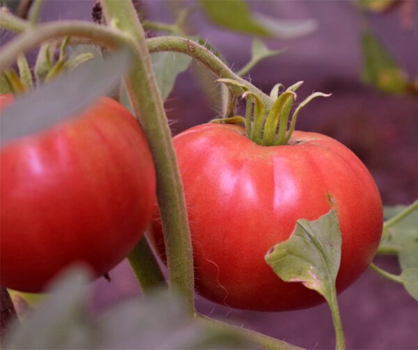 Tomato Homestead