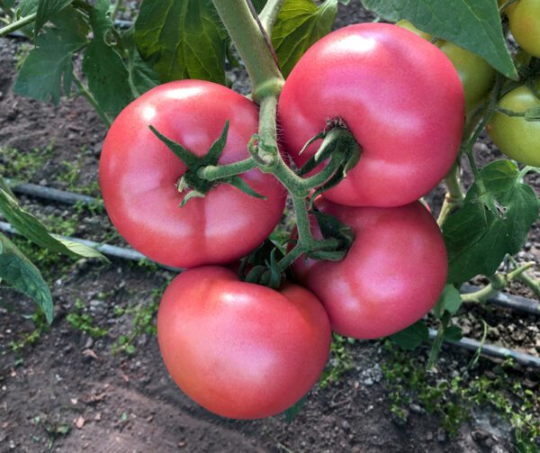 Tomato Honey Moon PhR F1 1