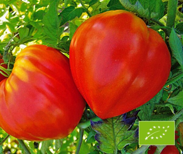 Tomato Little Sweetheart BIO