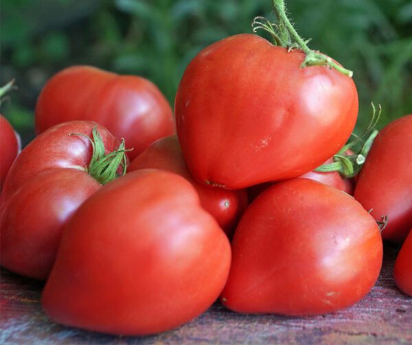 Tomato Ochsenherz Cuor di bue