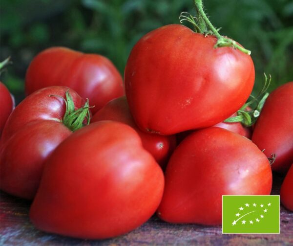 Tomato Ochsenherz Cuor di bue BIO