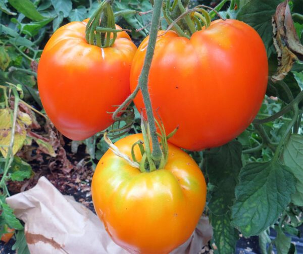 Tomato Ochsenherz Orange