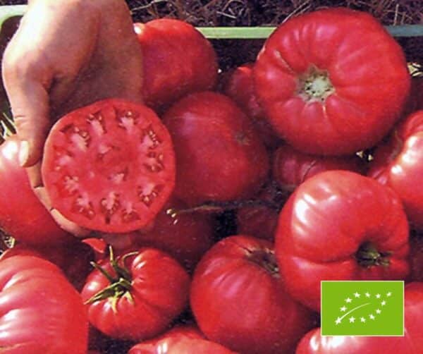 Tomato Olena Ukrainian BIO