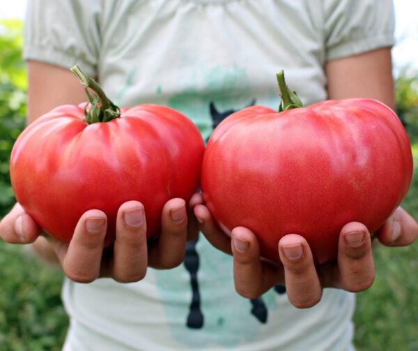 Tomato Pink Brandywine