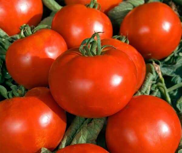 Tomato Pyros PhR F1 1