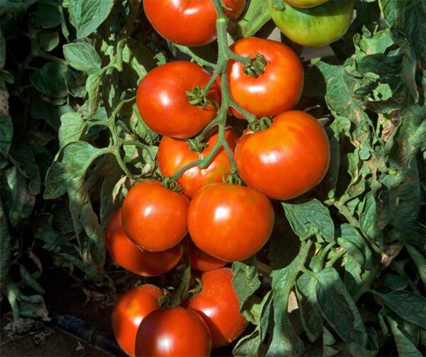 Tomato Pyros PhR F1