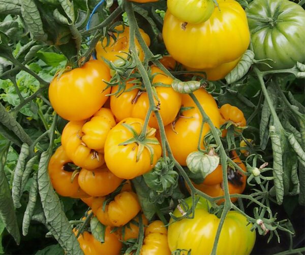 Tomato Yellowstone