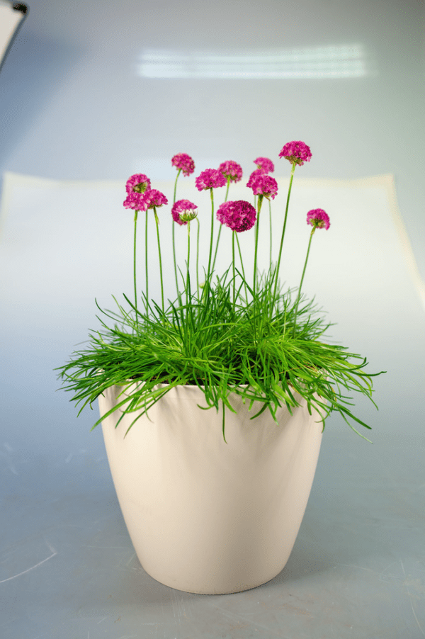 Armeria maritima Morning Star Deep Rose - Image 4