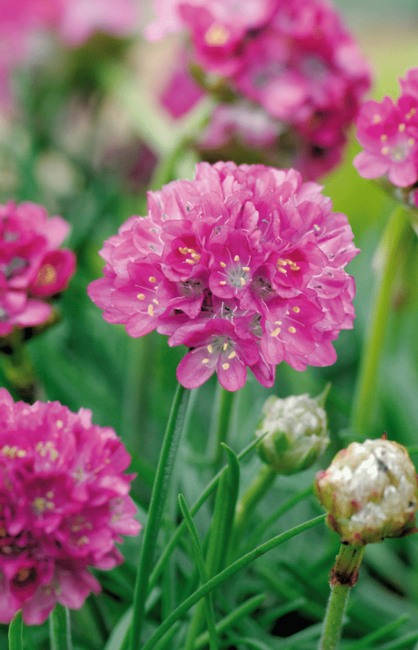 Armeria maritima Morning Star Deep Rose - Image 5