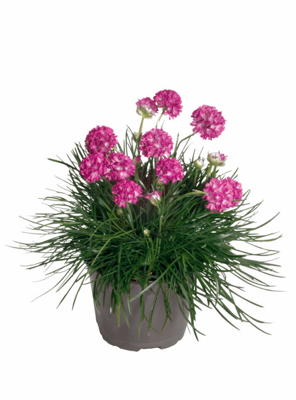 Armeria maritima Morning Star Deep Rose