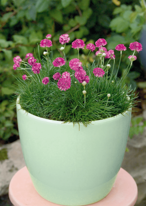 Armeria maritima Morning Star Deep Rose - Image 2