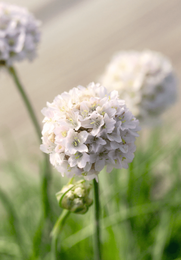 Armeria maritima Morning Star White - Image 4