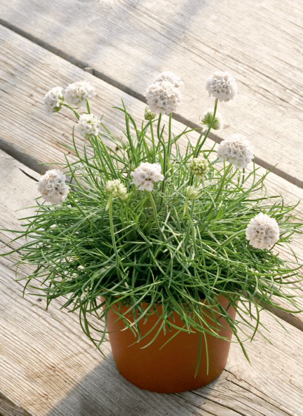 Armeria maritima Morning Star White - Image 3