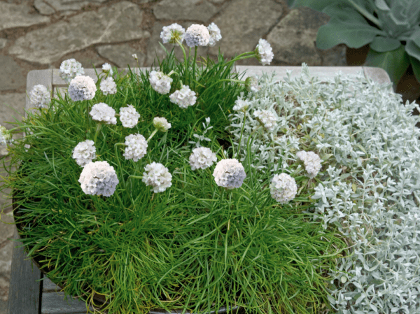 Armeria maritima Morning Star White - Image 5