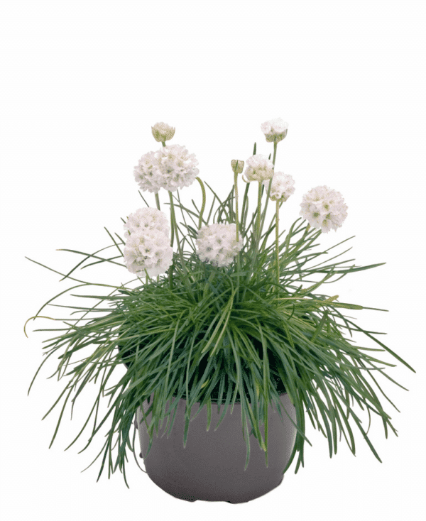 Armeria maritima Morning Star White