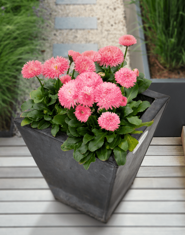 Bellis perennis Robella