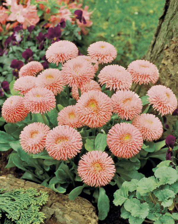 Bellis perennis Robella - Image 2