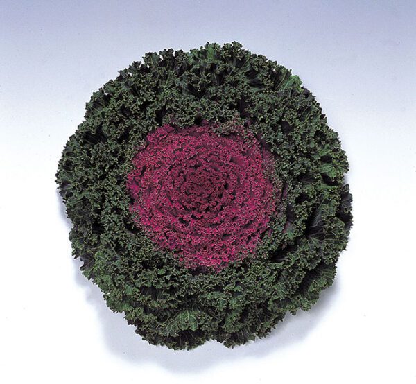 Brassica oleracea F1 Kamome Red