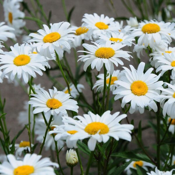 Chrysantehmum leucanthemum May Queen 1