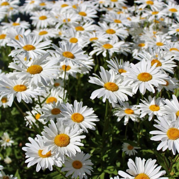 Chrysantehmum leucanthemum May Queen 2