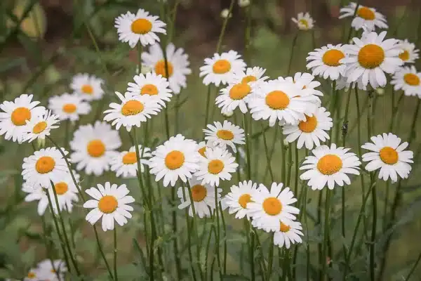 Chrysantehmum leucanthemum May Queen